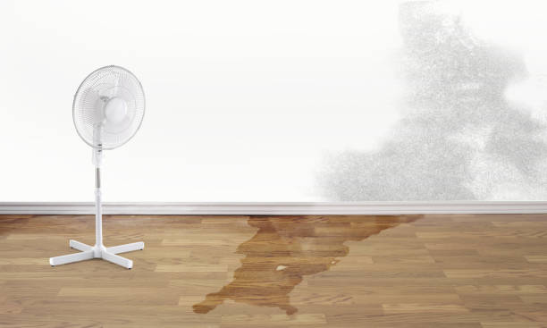 Best Basement water damage restoration  in Buffalo Center, IA